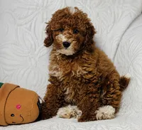 Cindy , a female Cockapoo for sale in Terrell, TX – 6 of 9