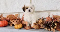 Abby , a female Shihpoo for sale in Terrell, TX – 5 of 10