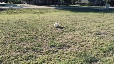 Tate , a male Shihpoo for sale in Terrell, TX – 10 of 10