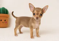 Timmy , a male Chihuahua for sale in Terrell, TX – 2 of 8