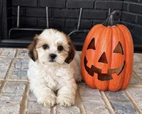 Tate , a male Shihpoo for sale in Terrell, TX – 6 of 10