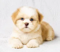 Princess , a female Shih Tzu for sale in Terrell, TX – 2 of 8