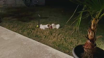 Abby , a female Shihpoo for sale in Terrell, TX – 9 of 10