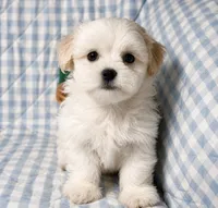 Tyson , a male Shihpoo for sale in Terrell, TX – 4 of 8