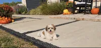 Cupcake , a female Shihpoo for sale in Terrell, TX – 3 of 9
