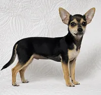 Telly , a male Chihuahua for sale in Terrell, TX – 3 of 6