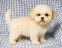 Connor , a male Shih Tzu for sale in Terrell, TX – 4 of 10