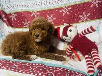Holly, a female Cockapoo for sale in Terrell, TX – Photo 8 of 9