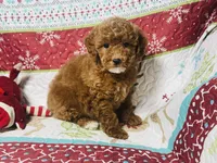 Holly, a female Cockapoo for sale in Terrell, TX – Photo 7 of 9