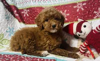 Holly, a female Cockapoo for sale in Terrell, TX – Photo 2 of 9