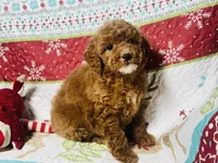 Holly, a female Cockapoo for sale in Terrell, TX – Photo 6 of 9
