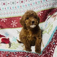 Holly, a female Cockapoo for sale in Terrell, TX – Photo 3 of 9