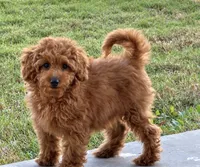 Tara, a female Miniature Goldendoodle for sale in Terrell, TX – 3 of 10