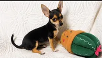 Pixie, a female Chihuahua for sale in Terrell, TX – 3 of 9