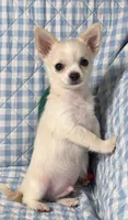 Tipper, a male Chihuahua for sale in Terrell, TX – 3 of 6