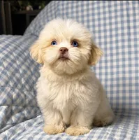 Connor , a male Shih Tzu for sale in Terrell, TX – 2 of 10
