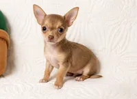 Timmy , a male Chihuahua for sale in Terrell, TX – 5 of 8