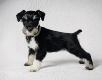 Molly , a female Miniature Schnauzer for sale in Terrell, TX – 6 of 8