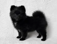 Licorice, a female Pomeranian for sale in Terrell, TX – 5 of 8