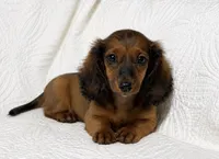 Lexie, a female Miniature Dachshund for sale in Terrell, TX – 5 of 7