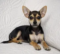 Telly , a male Chihuahua for sale in Terrell, TX – 4 of 6
