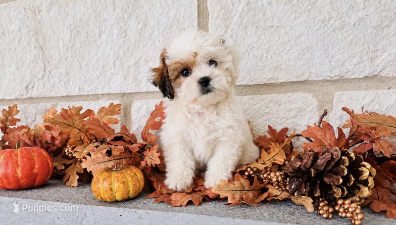Abby  – Shihpoo puppy for sale in Terrell, TX