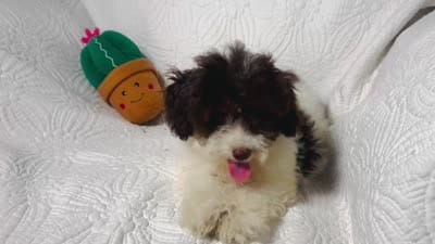 Jack, a male Cockapoo for sale in Terrell, TX – 6 of 8