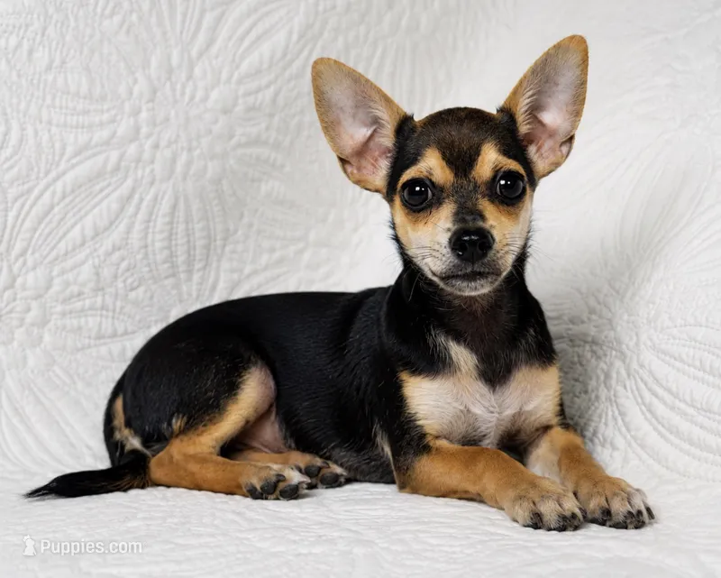 Telly  – Chihuahua puppy for sale in Terrell, TX