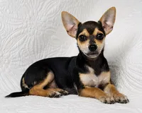 Telly , a male Chihuahua for sale in Terrell, TX – 1 of 6