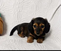 Dolly , a female Miniature Dachshund for sale in Terrell, TX – 3 of 7