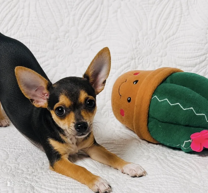 Pixie – Chihuahua puppy for sale in Terrell, TX