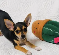 Pixie, a female Chihuahua for sale in Terrell, TX – 1 of 9