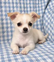 Tipper, a male Chihuahua for sale in Terrell, TX – 2 of 6