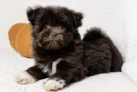 Mocha , a female Pomapoo and Poodle - Toy  for sale in Terrell, TX – 6 of 8