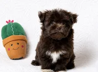 Mocha , a female Pomapoo and Poodle - Toy  for sale in Terrell, TX – 5 of 8