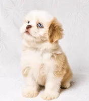 Princess , a female Shih Tzu for sale in Terrell, TX – 6 of 8