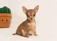 Timmy , a male Chihuahua for sale in Terrell, TX – 7 of 8