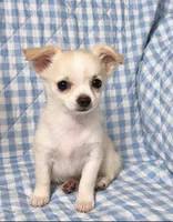 Tipper, a male Chihuahua for sale in Terrell, TX – 4 of 6