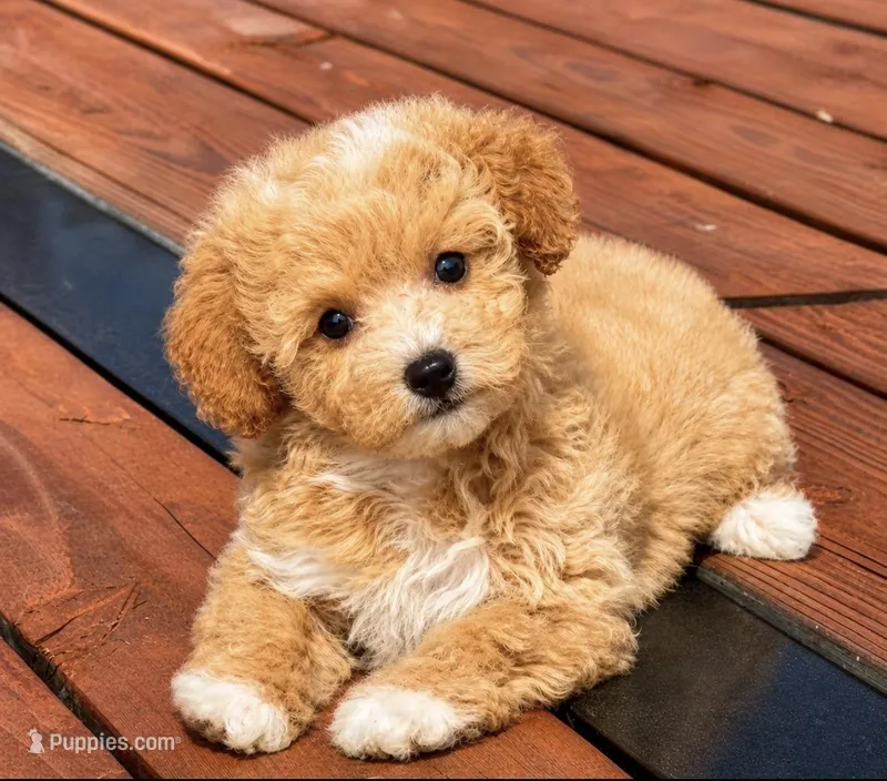 Molly  – Maltipoo puppy for sale in Terrell, TX