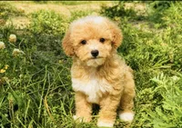 Molly , a female Maltipoo for sale in Terrell, TX – 10 of 10