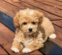 Molly , a female Maltipoo for sale in Terrell, TX – 7 of 10