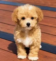 Molly , a female Maltipoo for sale in Terrell, TX – 3 of 10