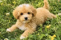 Molly , a female Maltipoo for sale in Terrell, TX – 6 of 10