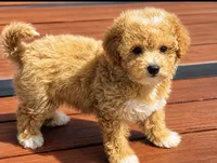 Molly , a female Maltipoo for sale in Terrell, TX – 5 of 10