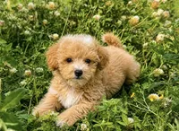 Molly , a female Maltipoo for sale in Terrell, TX – 9 of 10