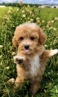 Molly , a female Maltipoo for sale in Terrell, TX – 8 of 10