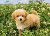 Molly , a female Maltipoo for sale in Terrell, TX – 4 of 10