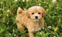 Molly , a female Maltipoo for sale in Terrell, TX – 2 of 10