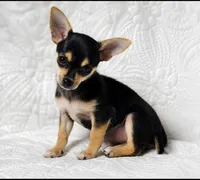 Princess, a female Chihuahua for sale in Terrell, TX – 3 of 10