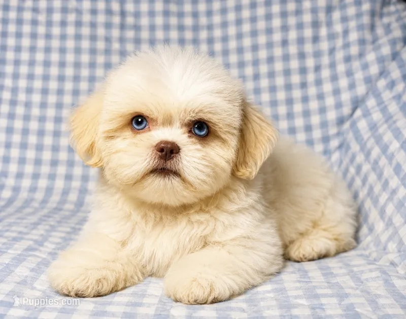 Connor  – Shih Tzu puppy for sale in Terrell, TX
